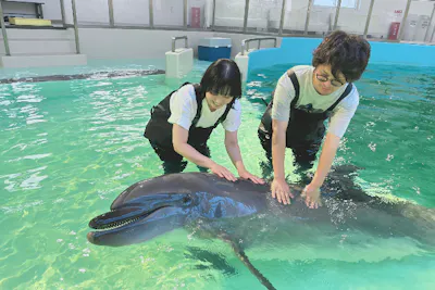 大阪府・堺市・イルカと浅瀬で遊ぼう】浅瀬での触れ合い体験｜アソビュー！