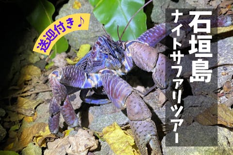 【石垣島/夜】１組限定♪南の島の生き物×星空！今人気の欲張りナイトサファリツアー♪【市街地送迎有】