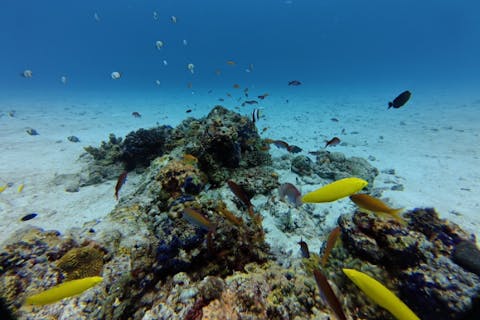 【沖縄・瀬底・水納島・ダイビング】体験ダイビング★初めての方．泳げない方でも安心！少人数制ツアー！