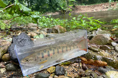 角館・釣り体験】手ぶらでOK！桧木内川本流・支流で渓流釣り（4時間