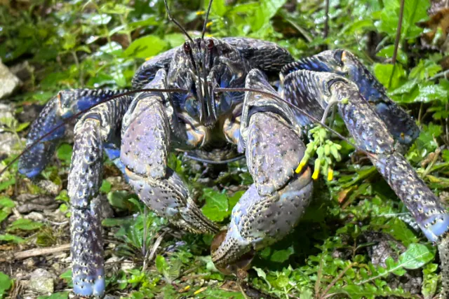 沖縄 宮古島産のカニステル 今年4月に種を植え6月に発芽/超元気いっぱい/2本 宮古島｜夜】アマゾン帰りの男といくナイトツアー☆一生モノの体験