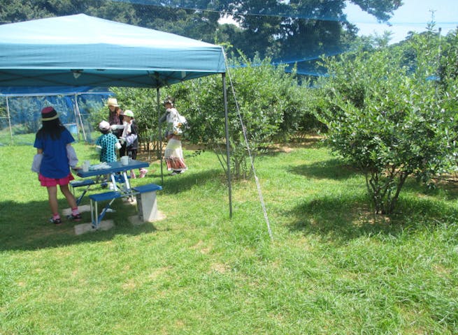 落合ブルーベリー園