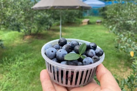 【徳島・ブルーベリー狩り】90分食べ放題！！無農薬ブルーベリー狩り体験《お子さまも安心・摘んですぐ味わえる！》