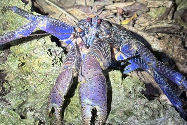 ANA誌掲載【99.99％！大人気のヤシガニ驚異の遭遇率！】絶対にヤシガニを見たいお子様必見★天の川満点の星観察★当日OK/家族割/送迎無料