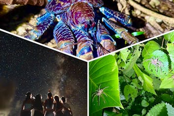 宮古島/夜の定番】☆ジャングルナイトツアー☆《家族・子供に大人気