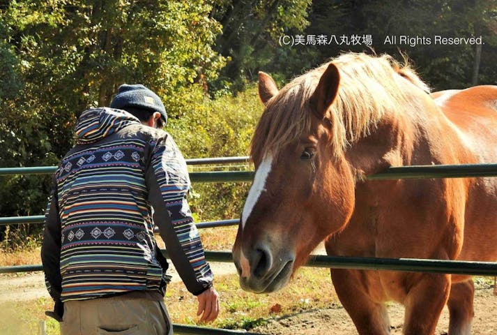 美馬森　八丸牧場