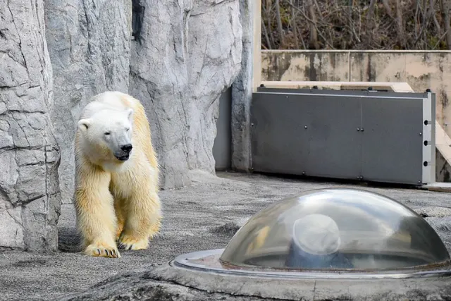 札幌発着日帰りバスツアー 美瑛の絶景と動物たちに出会える贅沢な1日 旭山動物園＋青い池＋白ひげの滝【7/1～9/15限定ファーム富田へご案内♪】