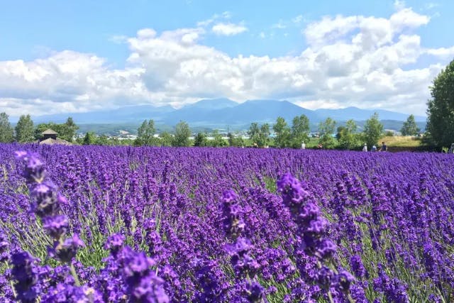 札幌発着 美瑛の青い池・四季彩の丘・ファーム富田をめぐる日帰りバスツアー