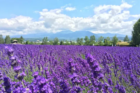 札幌発着 美瑛の青い池・四季彩の丘・ファーム富田をめぐる日帰りバスツアー