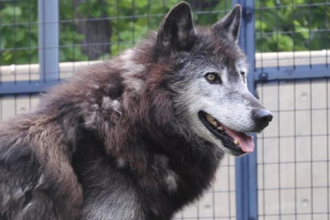 札幌発着日帰りバスツアー 大人気冬の旭山動物園と美瑛白ひげの滝、木のぬくもり感じるニングルテラスへ
