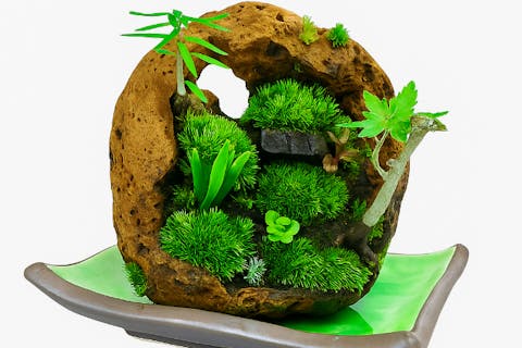 【愛知県.豊川市】桜島の溶岩石でつくる、生命の風景──苔盆景体験　60分　【当日予約も受付中】