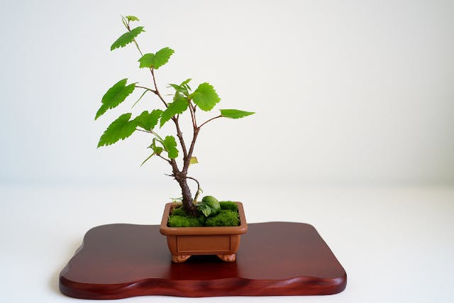 【愛知県.豊川市】心を映す静かな風景──陶器盆景づくり体験　　60分　【当日予約も受付中】