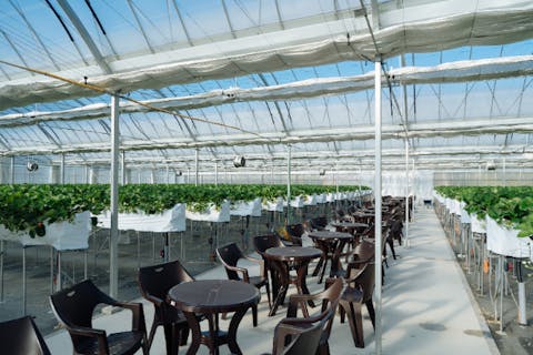 【愛知・美浜・いちご狩り】かがまない高設栽培でラクラク！ 45分間2品種以上食べ放題いちご狩り体験！