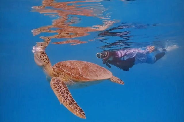 【奄美大島・加計呂麻島】貸切ボートシュノーケリング！透明度の高い海で珊瑚やお魚を観照しよう！