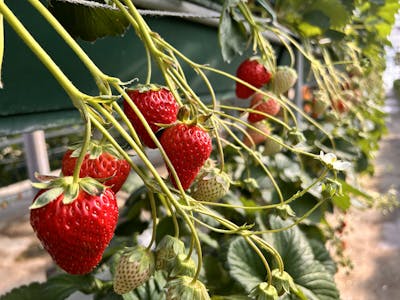 岩槻いちごファームNakaiwa ｜ネット予約ならアソビュー！