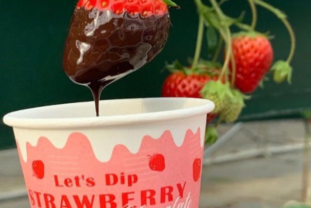 【埼玉・岩槻・いちご狩り】3世代で楽しめる、最大7品種のいちご食べ比べ♪チョコレートフォンデュ付きで30分食べ放題！