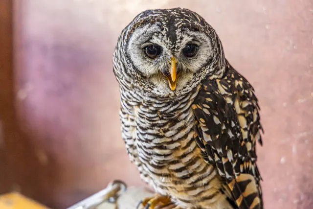 【和歌山・御坊】森の動物触れ合い体験　エサやり・写真撮影OK！
