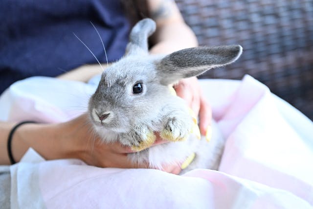 【和歌山・御坊】森の動物触れ合い体験　エサやり・写真撮影OK！