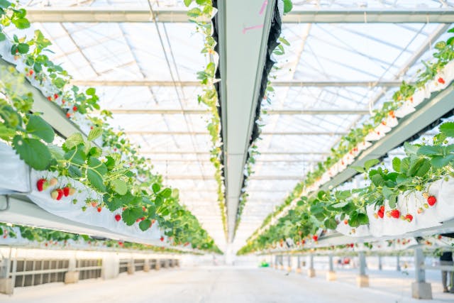 【神奈川・横浜・いちご狩り】空から降り注ぐ！「とちおとめ」「よつぼし」など3品種30分食べ放題＆立ったまま楽々収穫（小学生から参加OK！）