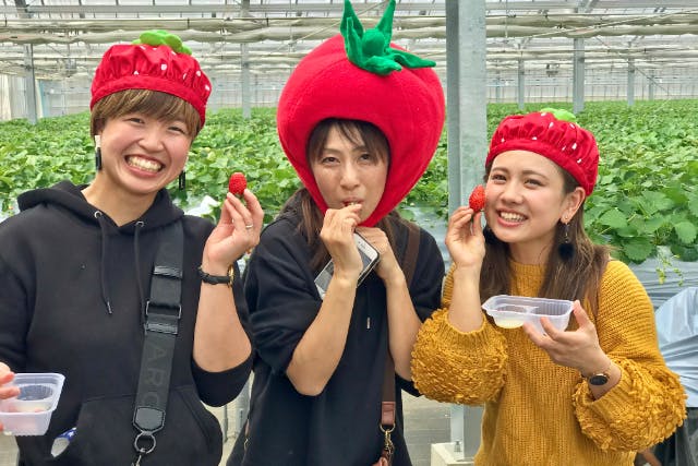 【愛知・豊川・いちご狩り】酵素の力で育つ！和みいちご「ひまり」30分食べ放題＆練乳無料！
