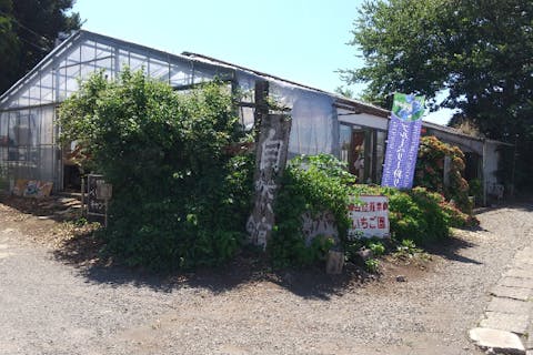 【神奈川県・横浜市泉区・いちご狩り】5品種を食べ比べ！練乳＆チョコソース付30分食べ放題