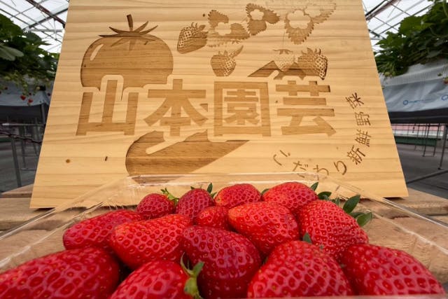 【横浜×いちご狩り】園内30分食べ放題！最大5品種のいちご狩りをお楽しみください♪