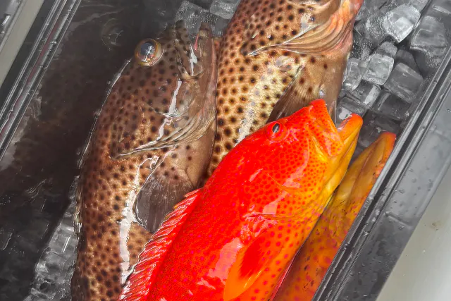 手ぶらOK！本格的な船釣り体験《初心者歓迎》