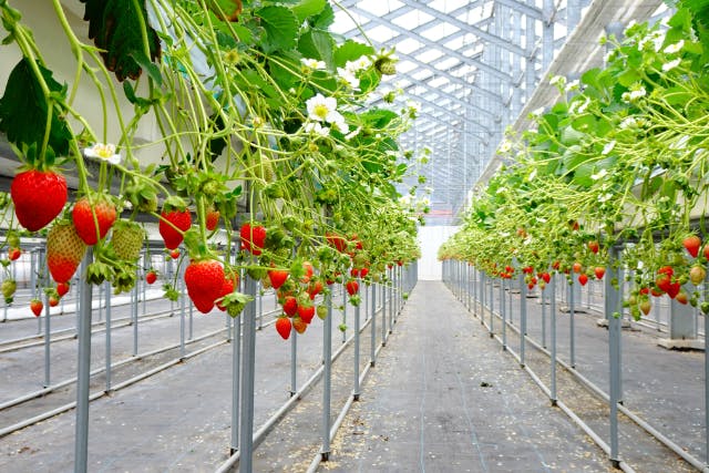 【群馬・水上・いちご狩り】モギトーレで、完熟いちごを堪能！30分食べ放題（練乳付き）