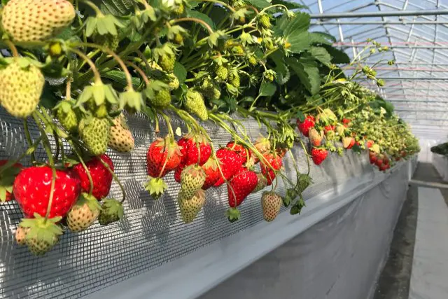 【千葉県・木更津市・いちご狩り】30分食べ放題！アウトレットから車で15分＆練乳付き♪減農薬栽培の完熟いちご4品種を食べ比べ