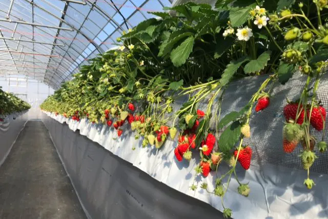 【千葉県・木更津市・いちご狩り】30分食べ放題！アウトレットから車で15分＆練乳付き♪減農薬栽培の完熟いちご4品種を食べ比べ