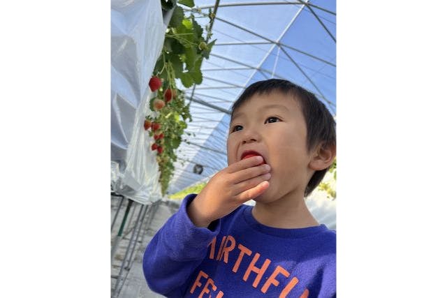 【愛知・知多半島・いちご狩り】家族連れに大人気♪旬のいちごを45分食べ放題