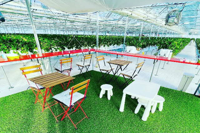 【群馬・高崎・いちご狩り】いちご狩り45分間食べ放題