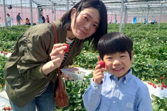 　【群馬・高崎市・いちご狩り】家族に大人気！甘い「やよいひめ」含む3品種を40分食べ放題！