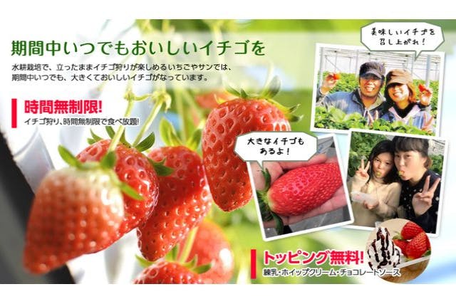 【千葉・袖ケ浦・いちご狩り】章姫＆紅ほっぺなど最大４品種！時間無制限食べ放題！トッピングも自由に楽しめる体験プラン