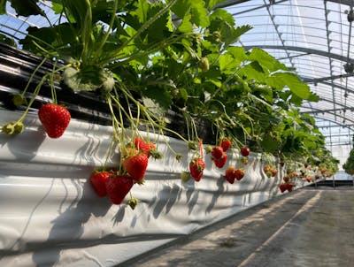 いちごの町 いちごICHIJYU FRUIT FARM｜ネット予約ならアソビュー！