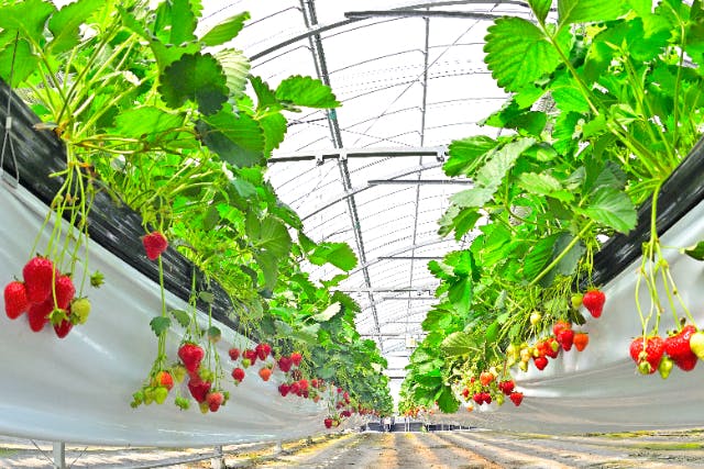 【兵庫・猪名川・いちご狩り】甘くてジューシー♪独自栽培約6万本！最新設備で快適ないちご狩り！