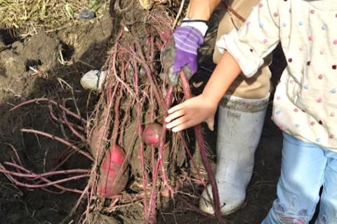 【山口県・周防大島・さつま芋掘り体験＋本格デザート】ご自身で掘ったさつま芋をお持ち帰りいただけます。体験後は、併設カフェで本格デザートタイム♪