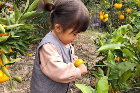 【山口県・周防大島・みかん狩り体験＋はちみつスイーツ】みかん狩り体験後は、併設カフェではちみつスイーツタイム♪
