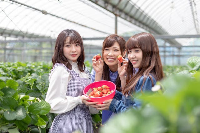 西日本最大級！さらに増設オープン！【いちご狩り40分 ♪】 ≪男女トイレ・駐車場・カフェスペース&ドッグラン完備♪≫女性・カップル・ファミリーにおすすめ！一つ上級のプランです。