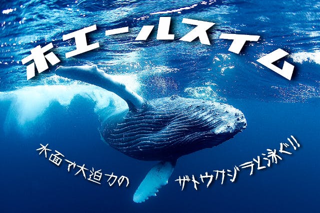 【沖縄・那覇発ホエールスイム】野生のザトウクジラと泳ごう！1月10日スタート！１人様からOK☆