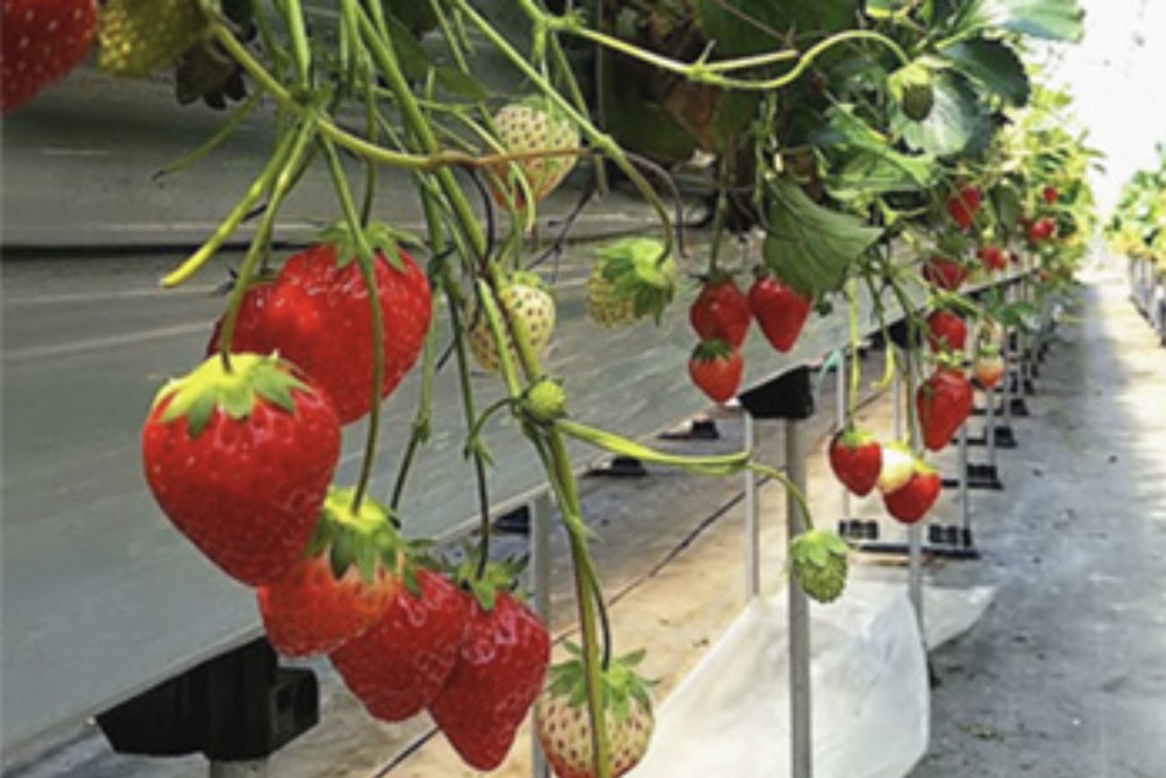 宮城・山元町・いちご狩り】完熟いちごを30分食べ放題！農薬削減で