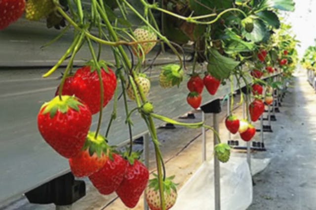 【宮城・山元町・いちご狩り】完熟いちごを30分食べ放題！農薬削減で子連れも安心