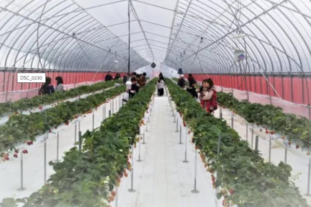 【島根県・安来市・いちご狩り】45分食べ放題！「かおり野」「よつぼし」を食べ比べ！高設栽培で楽々＆車椅子OK