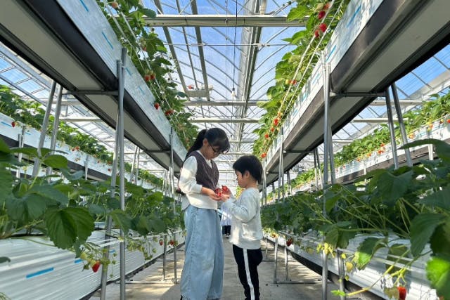 【宮城・仙台】いちご狩り40分食べ放題（練乳使い放題）