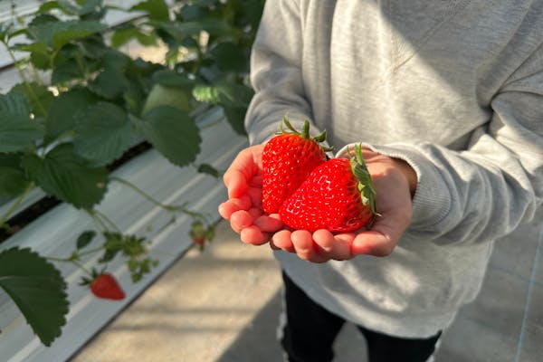 宮城県・仙台市・いちご狩り】燦燦園のこだわり「甘熟いちご」いちご