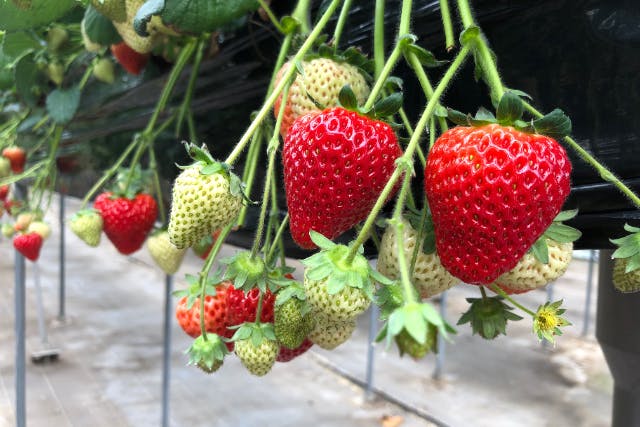 【千葉県でいちご狩り!!】完熟いちご食べ放題!だけじゃない!!無料の南国風休憩所ではゆっくり休憩ができスイーツや土産品も販売《団体様専用枠》