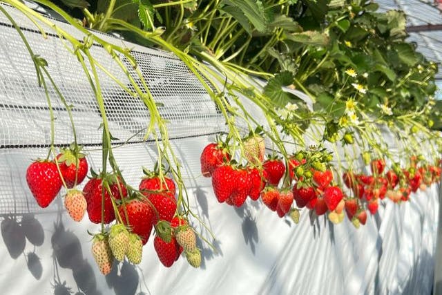 【鎌ケ谷・いちご狩り】40分食べ放題！！