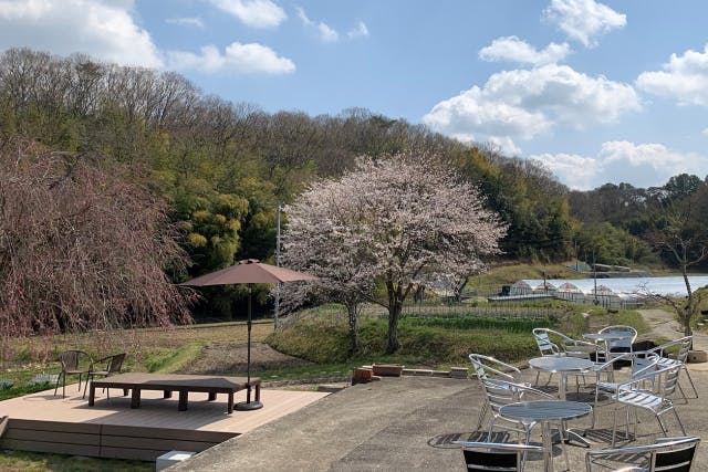 【兵庫・神戸・いちご狩り】いちご狩り／『章姫』30分間食べ放題・のどかな場所でいちご狩りをお楽しみください！ファミリー・カップルにおすすめ