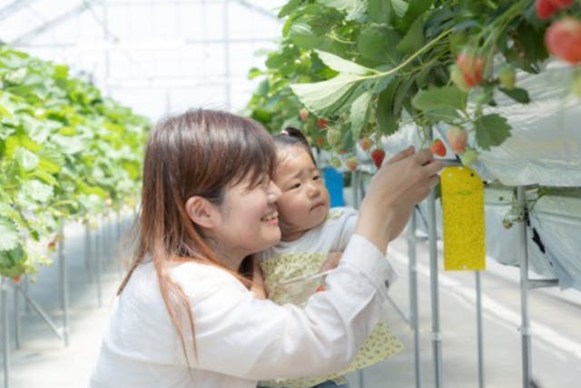 【埼玉・東松山・いちご狩り】「あまりん」「べにたま」が摘み取れる「埼玉県オリジナル品種摘み取り体験」