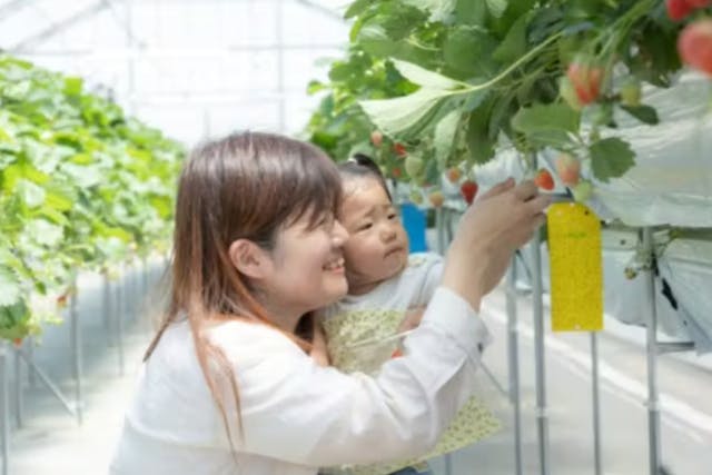 【埼玉・東松山・いちご狩り】 いろんな品種が摘み取れる「お好みいちご摘み取り体験」